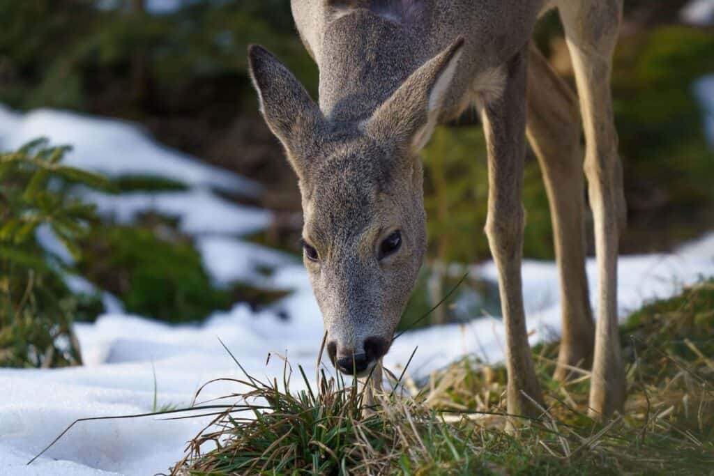 whitetail deer eating grass